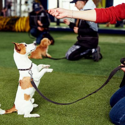Dog-Training-Basics-2