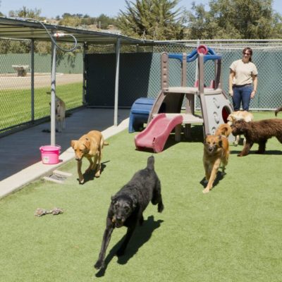 dog boarding services